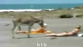 কৌতুকপূর্ণ কালো কেশি ...